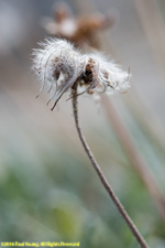 seed head